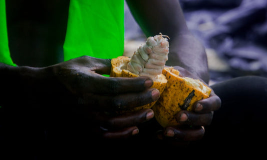 Il était une fois.. le cacao ou l'or des Mayas
