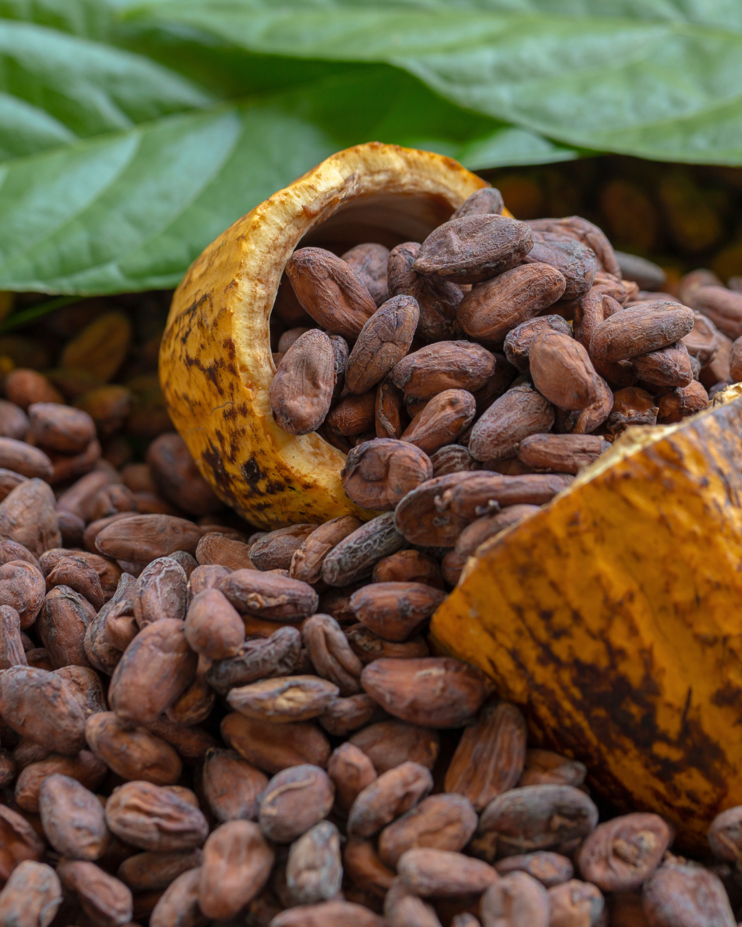 Fèves de cacao torréfiées - Le Chocolatier Ivoirien